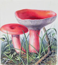 Study of Fungus